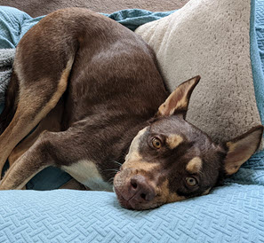 Zola, a brown and blonde husky mix, likes curled on a couch looking up at the camera